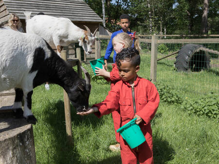 Kinderen geven geitjes te eten in de kinderboerderij op vakantiepark Landal Twenhaarsveld