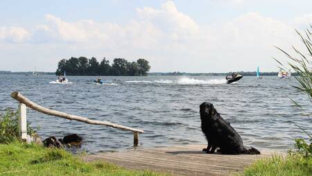 Hond op een steiger aan het Veluwemeer op vakantiepark Molecaten Park Flevostrand