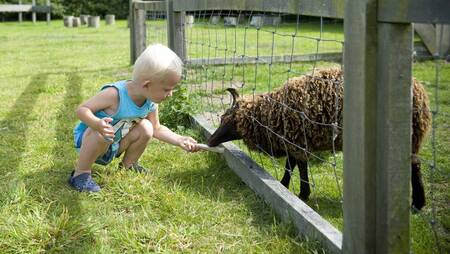 Een jongetje met een schaap in de dierenweide van vakantiepark Molecaten Park Wijde Blick